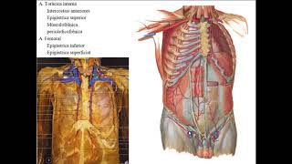 SISTEMA ARTERIAL PARTE 2  RAMOS DA AORTA TORÁCICA E AORTA ABDOMINAL [upl. by Suivatna]