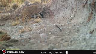 Gato Colocolo en madriguera letrinera [upl. by Carrick]