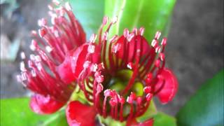 Palawan Endemic Flora Xanthostemon speciosus showing species variation [upl. by Dorcus]