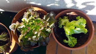 Balkon Garten Gemüse KW45  Urban Gardening  Gärtnergold schürfen auf dem Balkon  Komposternte [upl. by Nyvar]