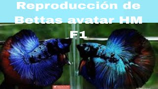 Reproducción de mi mejores linea de Bettas EnrriqueBettasRD EnrriqueBettastv [upl. by Elletnwahs]