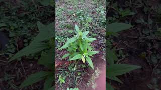 Leucas cephalotes Roth Spreng a leafy vegetable growing near Mahanadi River areas food leafy [upl. by Dorsey]