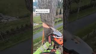 Climbing Arborist removing a tree in a tight spot [upl. by Aimat]