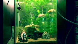 ceratophyllum demersum aquarium  マツモがいっぱいの水槽 HD [upl. by Roxie]