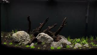 New 46 Gallon Planted Tank [upl. by Eirbua]