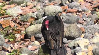 Red Headed Vulture Grooming [upl. by Cutcliffe]