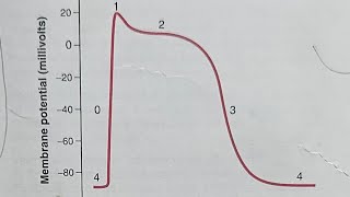 12Cardiac muscle Action potential phases and ionic basis video 12th from CVS by droogway [upl. by Notniw]