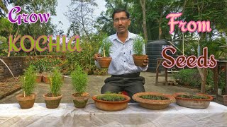 GROW KOCHIA THIS SUMMER  How to grow KOCHIA from Seeds [upl. by Ty]