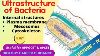 Ultra structure of Bacteria prokaryote Part  IV plasma memb cytoplasm amp plasmids In Telugu [upl. by Arden]