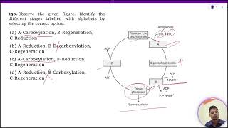 Observe the given figure Identify the different stages labelled with alphabets by selecting the [upl. by Briggs]