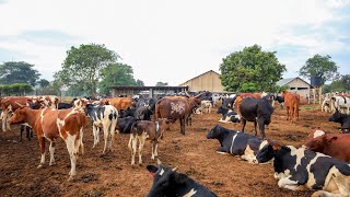 How we Raise OVER 100 Cows on the Farm [upl. by Laveen]