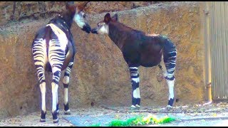 Okapi  Los Angeles Zoo [upl. by Stesha729]