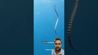 Hydrophis belcheri snake 🐍 ytshorts shorts facts diwakarsingh06 [upl. by Menken944]