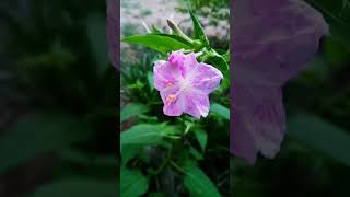 mirabilis jalapa flowers gardenflowers [upl. by Wenda]