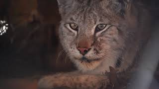 Рысь в поселке Хужир  Lynx on Olkhon island [upl. by Maxine]