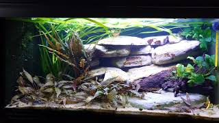 Xiphophorus Maculatus aquarium opgrade with more moler stones [upl. by Pandich]