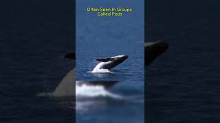 What is the Biggest Animal on Earth Blue Whales Revealed [upl. by Ahsahs828]