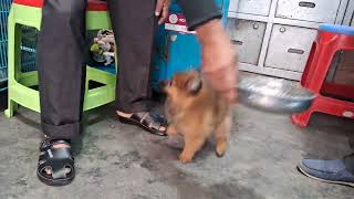 Pomeranian dog price in Bangladesh pet shop pretty birds Katabon animal market Dhaka [upl. by Gleich]