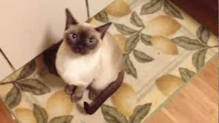 My tonkinese cat sounds like an alien [upl. by Yartnod703]