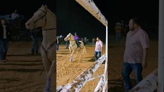 Rodeo in Laredo tx viralvideo shorts cowgirl horse music rodeo valentinasosa jdlpuma208 [upl. by Suivatra466]