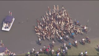 Virginias 99th annual Chincoteague Pony Swim [upl. by Euqinotna]