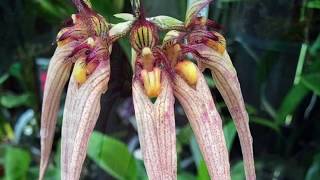 Bulbophyllum lobbii Бульфилумы в моей коллекции Как узнать видовая орхидея или гибрид [upl. by Esinehc]