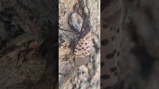 Spooky false eyes of a Spotted Lanternfly [upl. by Nasya]