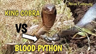 DETIK DETIK KING COBRA MENYERANG ULAR BLOOD PYTHON [upl. by Gapin]