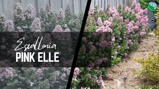 Escallonia Pink Elle in Reiniers garden [upl. by Burt]