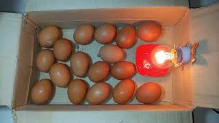 BEST Incubator For Chicken Eggs With 100 Efficiency  Chicken Hatchery  Chicken Egg Incubator [upl. by Tocs]