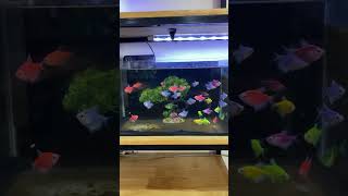 7 color fish video fishing cooking youtubeshorts farming nature naturelovers youtube [upl. by Schaeffer701]