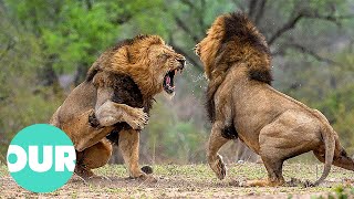 Three Adult Lions Fight Four Young Lions  Our World [upl. by Tshombe765]