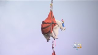 Hundreds Of Mountain Goats Airlifted Out Of Olympic National Park In Washington [upl. by Brenda]