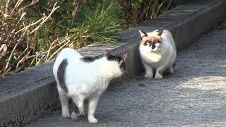 Stalking Cat  Funny Cute Cat Videos [upl. by Niwdla]