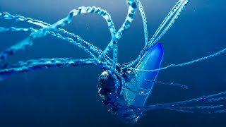 The Deadly Portuguese Man O War  Blue Planet II  BBC Earth [upl. by Ssecnirp186]