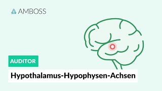 HypothalamusHypophysenAchsen  Zentrale Regulation des endokrinen Systems  AMBOSS Auditor [upl. by Gauldin]