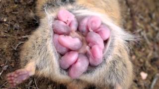 Antechinus with babies [upl. by Einhpets]