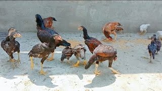 homemade organic chicken feed poultry feed formulation [upl. by Mae]