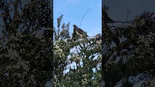 Kereru trippytippi kereru newzealand woodpigeon [upl. by Timms]