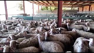 Ovejas خروف Sheep from Spain export cattlees Assaf Αρνιά ηλικίας 67 μηνών [upl. by Desai]