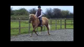 Saddle fitting a Welsh Sec C cob in an AH Phoenix Symphony Saddle [upl. by Norvun]