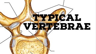 Typical vertebrae [upl. by Ardyth786]