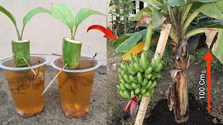 Remarkable Skill how to grow Banana from banana fruit with water [upl. by Hadleigh]