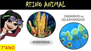 REINO ANIMAL  FILOS PORÍFEROS E CNIDÁRIOS [upl. by Enilav]