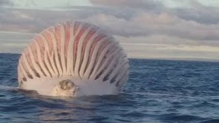 6 Strangest Things Ever Discovered in the Ocean [upl. by Thorma]