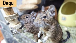 かじり木の取り合いで喧嘩しちゃったデグー3兄弟！The degus are fighting [upl. by Alyss]