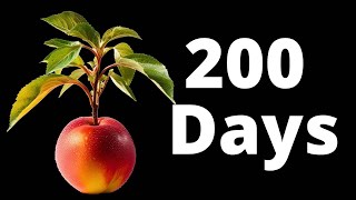 Growing a NECTARINE Tree from Seed in Timelapse 200 Days [upl. by Hsaniva]