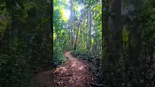 unspoiled natural atmosphere shortvidio shortvideo shorts [upl. by Larkin]