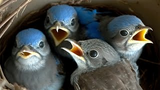 Live Nest Cam Captures Incredible Transformation of Baby Bluebirds [upl. by Tull25]