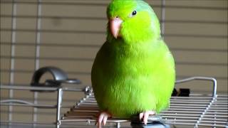 Valentino the Singing Parrotlet [upl. by Raab191]